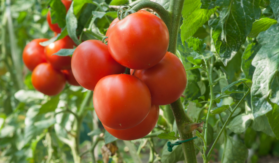 Growth tomato in greenhouse