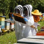 SAG llama a apicultores/as a declarar sus apiarios y colmenas en octubre