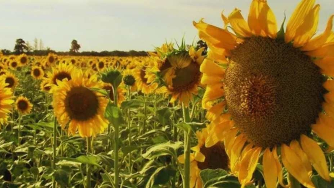 Argentina-Alarma-para-el-girasol-por-una-maleza-que-puede-llevar-el-rendimiento-a-cero