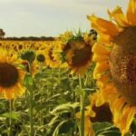 Argentina: Alarma para el girasol por una maleza que puede llevar el rendimiento a cero