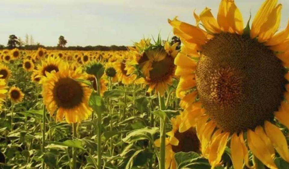 Argentina-Alarma-para-el-girasol-por-una-maleza-que-puede-llevar-el-rendimiento-a-cero