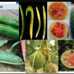 Capacitación Convenio Vigilancia Fitosanitaria Hortalizas 2025