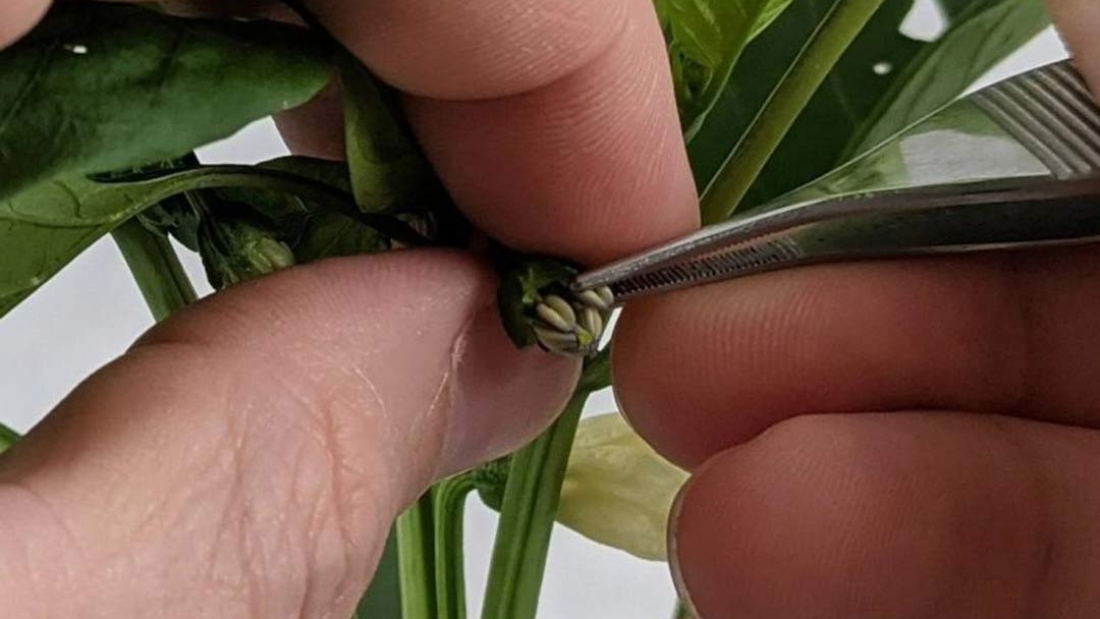 Tecnologia-chilena-busca-revolucionar-el-control-de-calidad-en-la-produccion-de-semillas