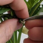 Tecnología chilena busca revolucionar el control de calidad en la producción de semillas