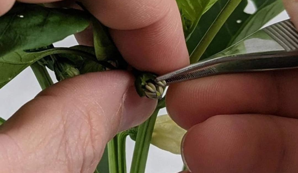 Tecnologia-chilena-busca-revolucionar-el-control-de-calidad-en-la-produccion-de-semillas