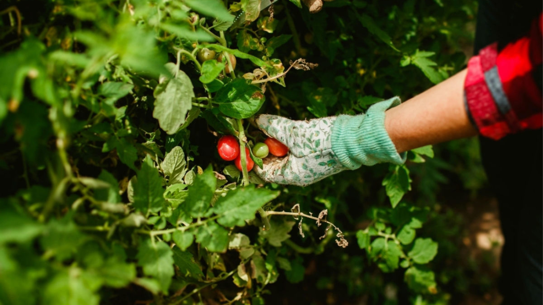 6942fc5cc2270_1200x719