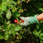 Científicos chilenos logran aumentar potente antioxidante en tomates