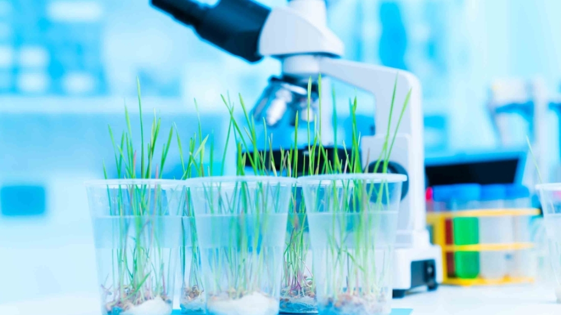 Studying,The,Response,Of,Plants,To,Different,Stressors,,Such,As