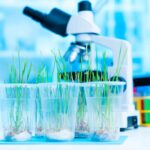 El nuevo acuerdo NGT (NBT) de Europa: Qué significa el acuerdo tripartito para el fitomejoramiento