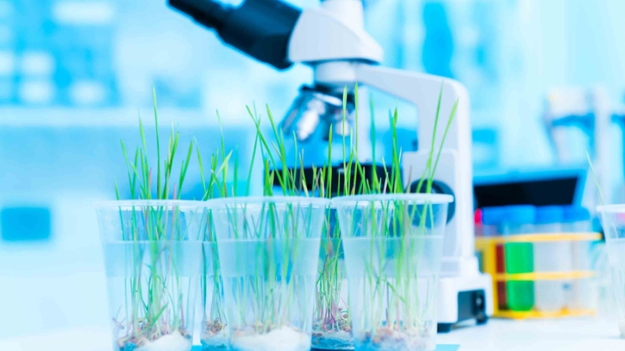 Studying,The,Response,Of,Plants,To,Different,Stressors,,Such,As