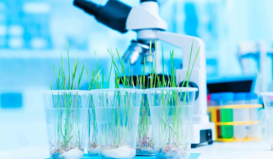 Studying,The,Response,Of,Plants,To,Different,Stressors,,Such,As