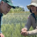 SAG Biobío proyecta cerca de mil ensayos para resguardar la calidad de las semillas certificadas