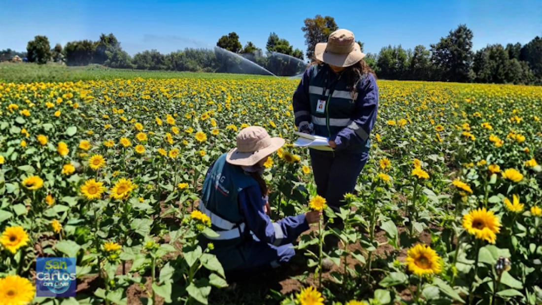 Récord en Ñuble certificación de semillas cre