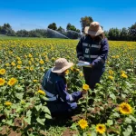 Récord en Ñuble: certificación de semillas crece más del doble