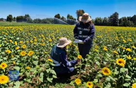 Récord en Ñuble certificación de semillas cre