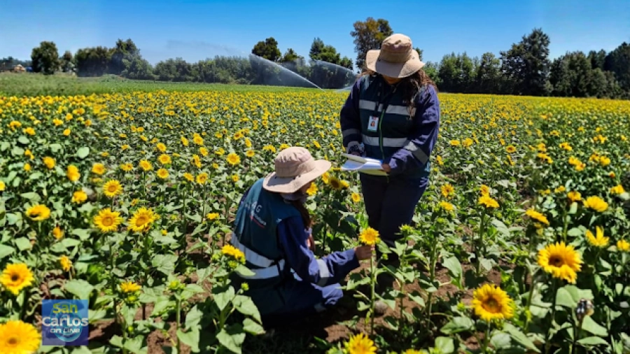Récord en Ñuble certificación de semillas cre