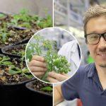 Estudio liderado por científico chileno abre la puerta a cultivos más eficientes y resistentes a la sequía