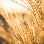 El USDA presenta un programa piloto de seguro para semillas de trigo híbrido