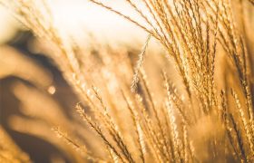 wheat-strands