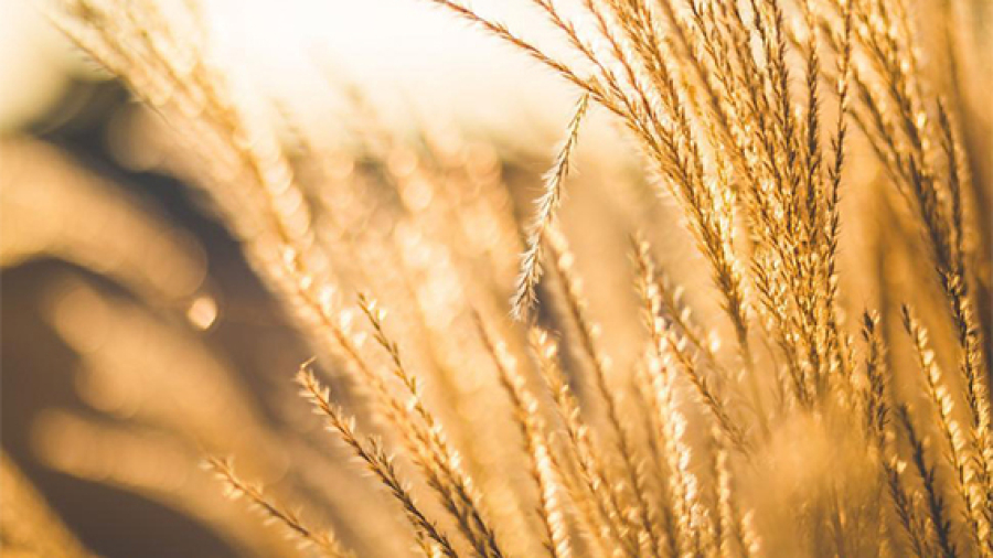 wheat-strands