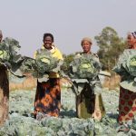 Seed Programs International conecta a los pequeños agricultores con el sector de las semillas.