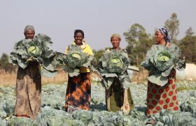 4.GEA_BL_harvesting_cabbage