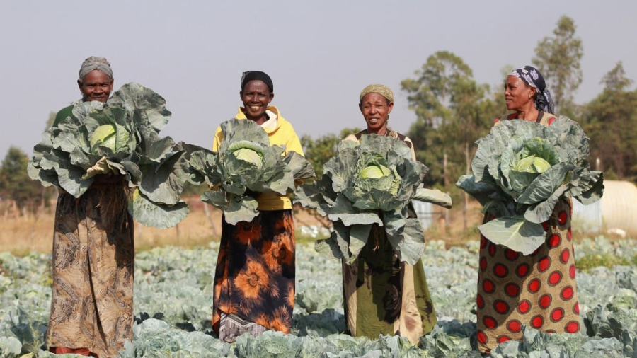 4.GEA_BL_harvesting_cabbage