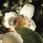 Comenzó obligación de avisar la aplicación de plaguicidas Moderadamente Tóxicos para las abejas