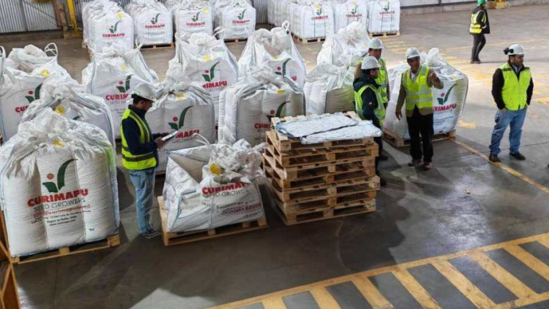 Multiplicacion-de-semillas-certificadas-destacan-impacto-estrategico-de-la-industria-en-Nuble