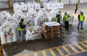 Multiplicacion-de-semillas-certificadas-destacan-impacto-estrategico-de-la-industria-en-Nuble