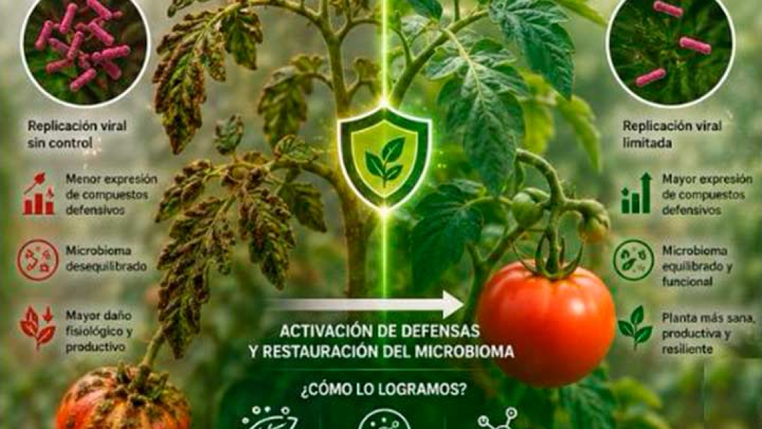 Virus-del-Rugoso-del-Tomate-ToBRFV-1