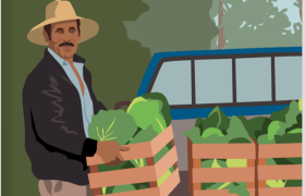 seed practices