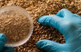 Collection of grain samples for further analysis