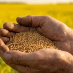 Chile se posiciona como polo biotecnológico para el desarrollo de semillas de exportación