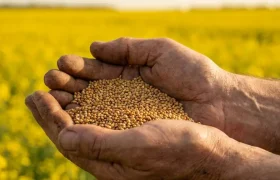 Investigadores chilenos analizan el rendimiento de cultivos de maíz en campos experimentales de Arica, donde las ventajas climáticas permiten acelerar el desarrollo de nuevas variedades adaptadas a la escasez hídrica y heladas de manera con y sin biotecnología. / Diario La Tribuna