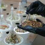 Chile redefine su papel semillero hacia la innovación genética global