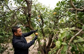 Kranthi K. Mandadi, Ph.D., inspecting a citrus greening disease-affected tree on Tuesday, Jan 16, 2024, in Weslaco, Texas. (Sam Craft/Texas A&M AgriLife Marketing and Communications)