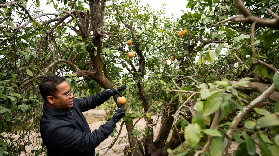 Kranthi K. Mandadi, Ph.D., inspecting a citrus greening disease-affected tree on Tuesday, Jan 16, 2024, in Weslaco, Texas. (Sam Craft/Texas A&M AgriLife Marketing and Communications)