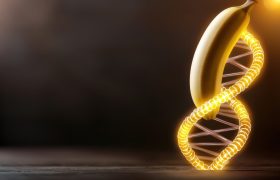 A banana suspended in a glowing DNA helix structure. Fruit with abstract science background.