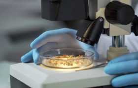 Laboratory scientist checking under microscope quality of newly bred wheat