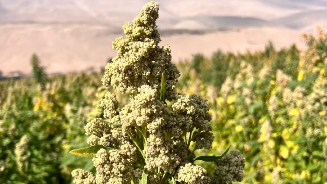 quinoa.700x532