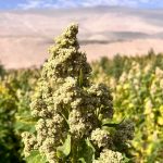 Científicos desarrollan cinco nuevas variedades de quinoa chilena